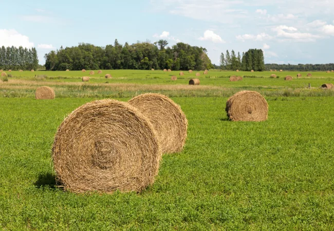 Alfalfa Seedar 60