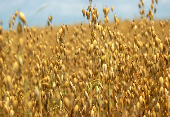 Sorgo Don Hugo fotosensitivo